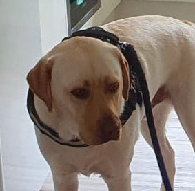 リードを持たれるたこちゃんアップ