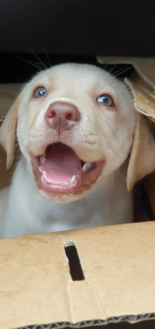 ベビーたこちゃん