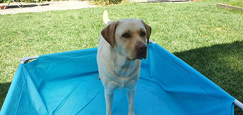 プールたこちゃん