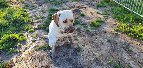 どろんこたこちゃん