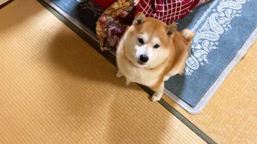 おばあちゃんの家にきた柴犬