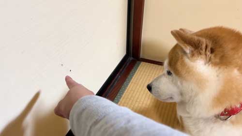 ふすまに穴を開けた柴犬
