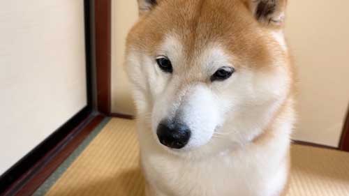しょんぼりする柴犬