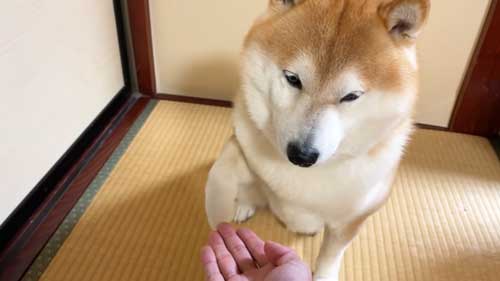 お手を求められる柴犬