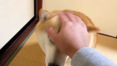 頭をなでられる柴犬
