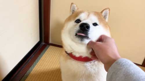 ほっとする柴犬