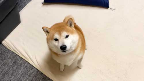座る柴犬