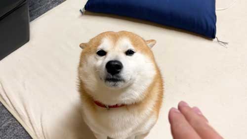 耳がペタンする柴犬