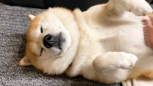 ごろんする柴犬