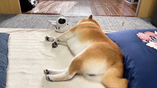 二度寝する柴犬