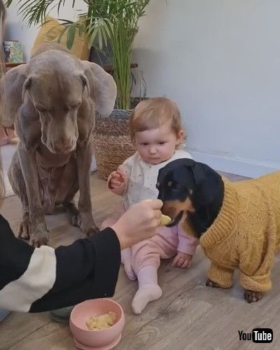 「Woman Feeds Dogs Along With Her Baby - 1294986」