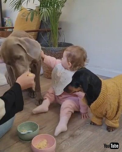 「Woman Feeds Dogs Along With Her Baby - 1294986」