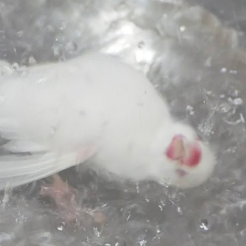 荒ぶる文鳥