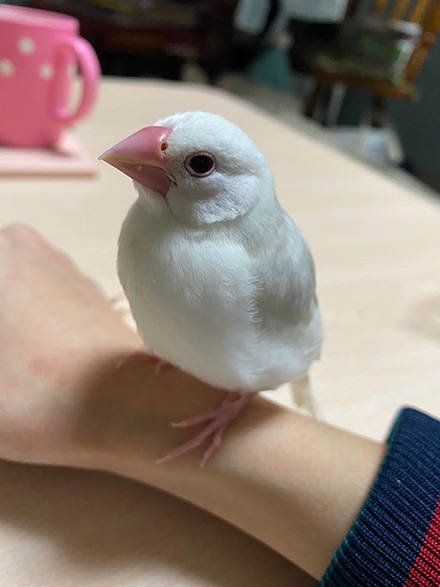 かわいい文鳥