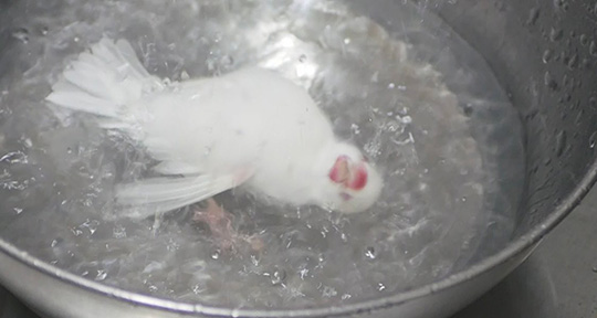 水浴びする文鳥
