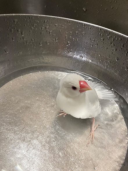 水浴びした文鳥