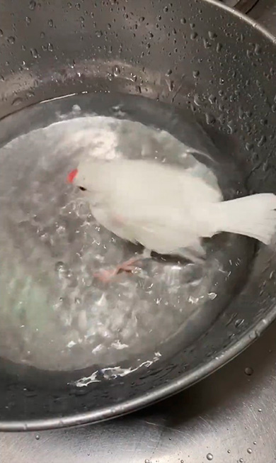 楽しそうな文鳥