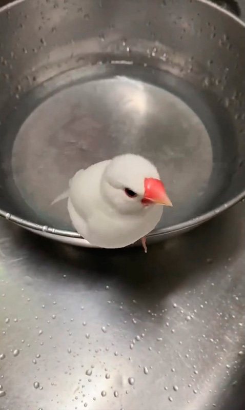 すっきりした文鳥