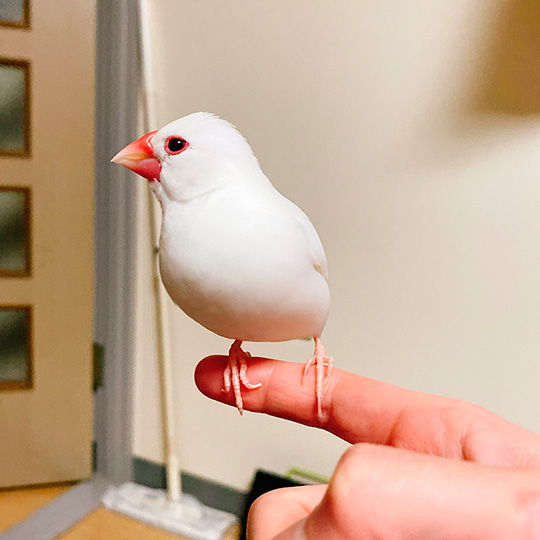 イケメンな文鳥