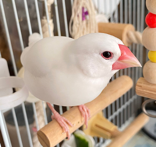 真っ白な文鳥