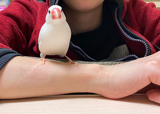 飼い主の腕に乗る文鳥