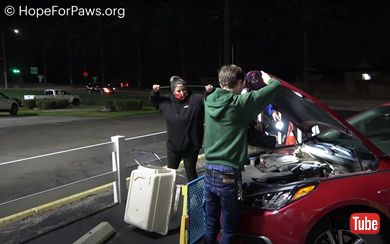 車の中に逃げ込んでしまった猫