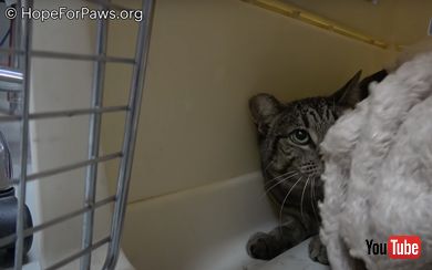 怖くて隠れる猫