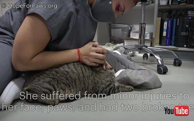 検査を受ける猫