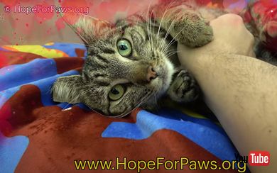 元気になった猫