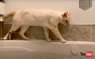 バスタブのふちを歩く猫
