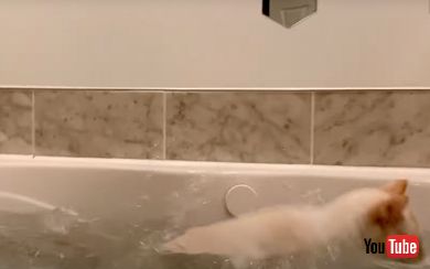 バスタブに落ちた猫