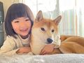 3歳娘が作った秘密基地を、柴犬がのっとって……　手慣れた犯行現場に「やりとりが最高」「面白すぎる」の声