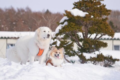 遠くを見つめるふたり