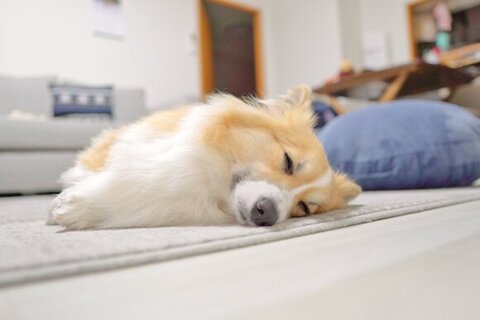 寝てるもこくん