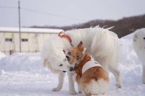 匂いをかぐふたり