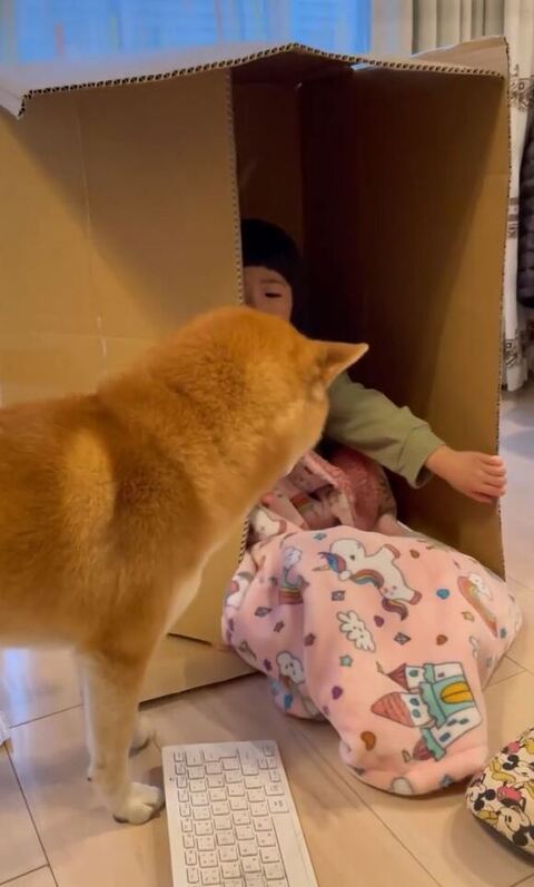 様子を見に来たこたろうくん