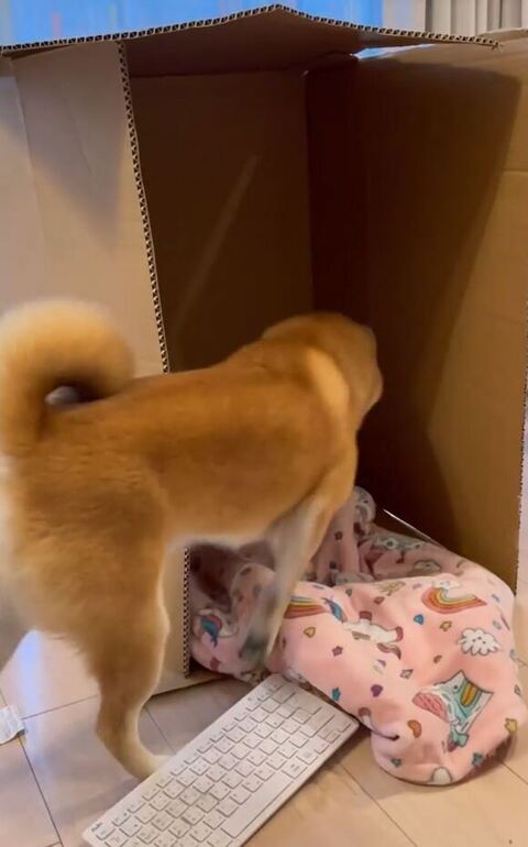 中に入るこたろうくん