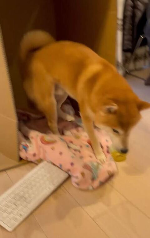 おもちゃわおくわえるこたろうくん