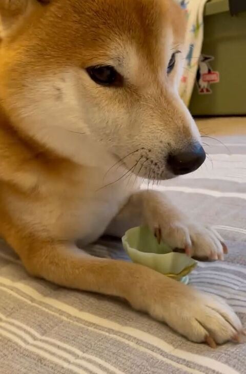 手でおもちゃをおさえるこたろうくん