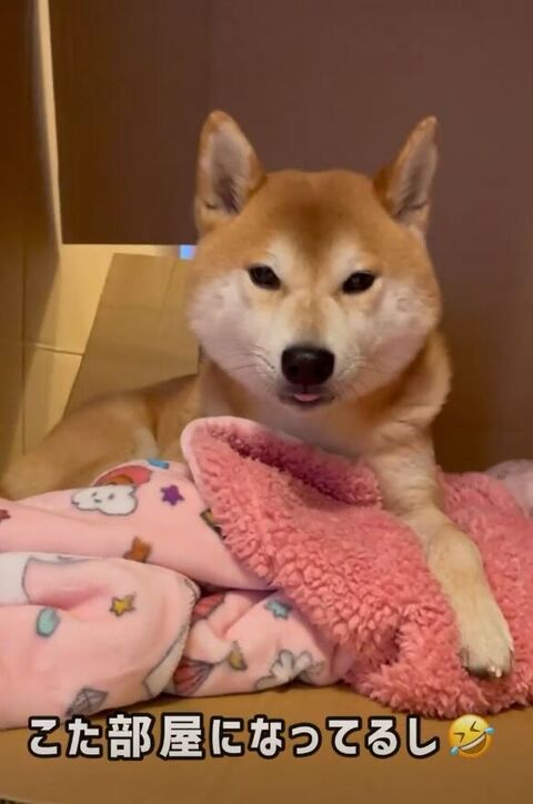 舌を出すこたろうくん