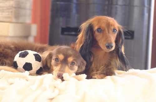 ペット手帳　ベストショット