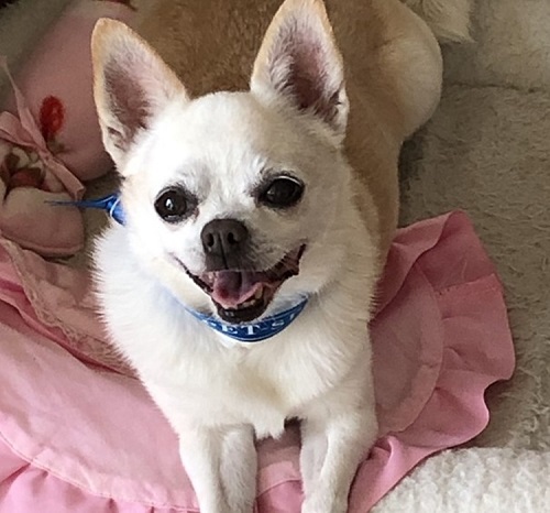 ペット手帳　ベストショット