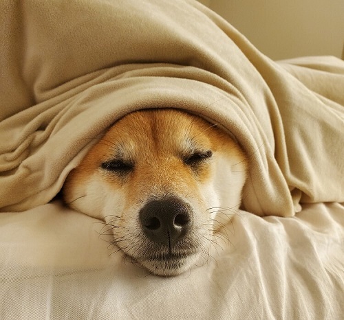 ペット手帳　ベストショット