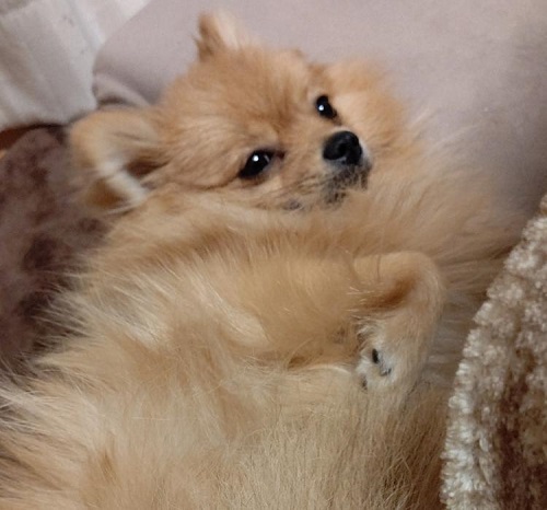 ペット手帳　ベストショット