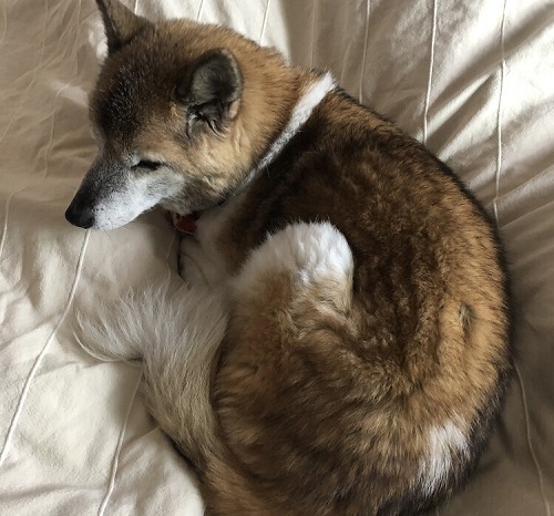 ペット手帳　ベストショット