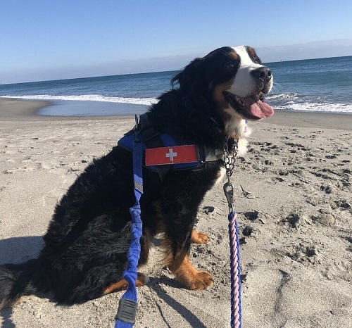 ペット手帳　ベストショット