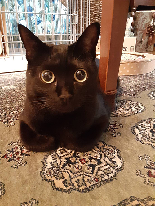 まんまるおめめのるるちゃん