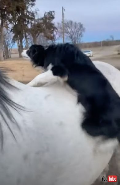 飛び乗るする犬