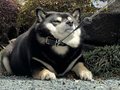 柴犬と散歩しようとしたら……突然狸寝入り!?　散歩拒否の光景に「つい笑ってしまった」「素敵なポーズ」