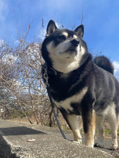 景色を見てるたろうくん